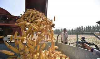 现在的玉米价格是多少