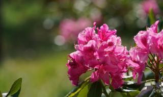山丹丹开花红艳艳歌词